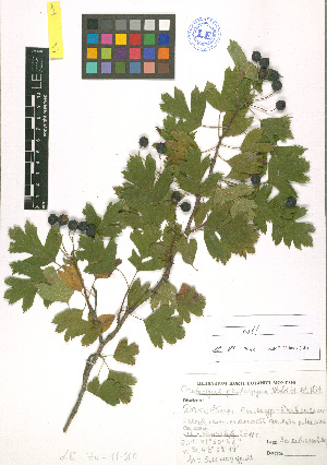  (Crataegus pentagyna - LE-Za-11-110)  @11 [ ] CreativeCommons - Attribution Non-Commercial No Derivatives (2012) Roman Ufimov Komarov Botanical Institute, RAS