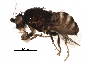  (Coproica cf. diabolica - BIOUG27229-F05)  @14 [ ] CreativeCommons - Attribution (2016) CBG Photography Group Centre for Biodiversity Genomics