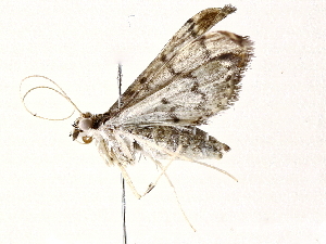  ( - BIOUG64405-E05)  @11 [ ] CreativeCommons - Attribution (2022) CBG Photography Group Centre for Biodiversity Genomics