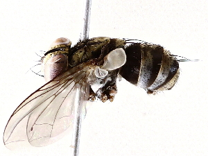  ( - BIOUG64405-F11)  @11 [ ] CreativeCommons - Attribution (2022) CBG Photography Group Centre for Biodiversity Genomics