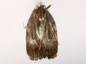  ( - BIOUG64405-G06)  @11 [ ] CreativeCommons - Attribution (2022) CBG Photography Group Centre for Biodiversity Genomics