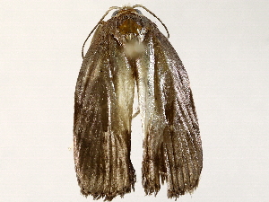  ( - BIOUG76506-B05)  @11 [ ] CreativeCommons - Attribution (2022) CBG Photography Group Centre for Biodiversity Genomics