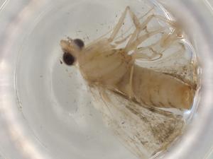  ( - BIOUG77329-B04)  @11 [ ] CreativeCommons - Attribution (2022) Centre for Biodiversity Genomics Centre for Biodiversity Genomics