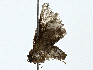  (immidjanzen01 Janzen0217 - BIOUG80147-A12)  @11 [ ] CreativeCommons - Attribution (2022) CBG Photography Group Centre for Biodiversity Genomics