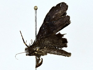  (Lascoria Malaise0904 - BIOUG80155-E09)  @11 [ ] CreativeCommons - Attribution (2022) CBG Photography Group Centre for Biodiversity Genomics