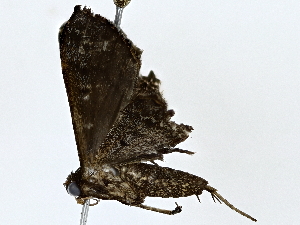  ( - BIOUG80165-A11)  @11 [ ] CreativeCommons - Attribution (2022) CBG Photography Group Centre for Biodiversity Genomics