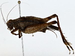  ( - BIOUG80166-F04)  @11 [ ] CreativeCommons - Attribution (2022) CBG Photography Group Centre for Biodiversity Genomics