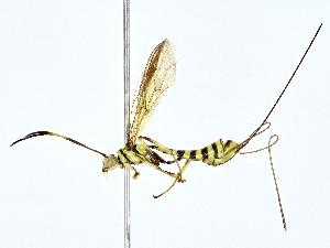  ( - BIOUG80174-C09)  @11 [ ] CreativeCommons - Attribution (2022) CBG Photography Group Centre for Biodiversity Genomics