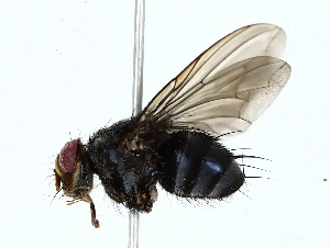  ( - BIOUG80164-C07)  @11 [ ] CreativeCommons - Attribution (2022) CBG Photography Group Centre for Biodiversity Genomics