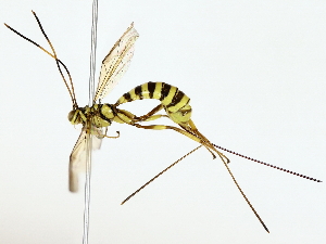  ( - BIOUG80180-H07)  @11 [ ] CreativeCommons - Attribution (2022) CBG Photography Group Centre for Biodiversity Genomics