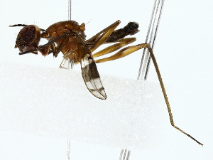  ( - BIOUG85259-D04)  @11 [ ] CreativeCommons - Attribution (2022) CBG Photography Group Centre for Biodiversity Genomics