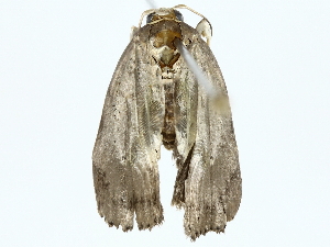  ( - BIOUG85501-D07)  @11 [ ] CreativeCommons - Attribution (2022) CBG Photography Group Centre for Biodiversity Genomics