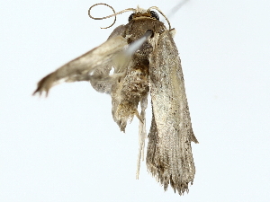  ( - BIOUG85501-E10)  @11 [ ] CreativeCommons - Attribution (2022) CBG Photography Group Centre for Biodiversity Genomics