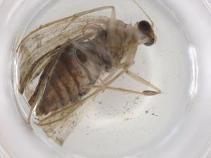  ( - BIOUG88848-B05)  @11 [ ] CreativeCommons - Attribution (2022) Centre for Biodiversity Genomics Centre for Biodiversity Genomics