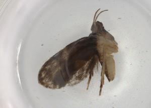  (tortJanzen01 malaise8657 - BIOUG88910-A04)  @11 [ ] CreativeCommons - Attribution (2022) Centre for Biodiversity Genomics Centre for Biodiversity Genomics