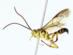  (Neotheronia Malaise1571 - BIOUG89925-F04)  @11 [ ] CreativeCommons - Attribution (2022) CBG Photography Group Centre for Biodiversity Genomics