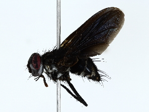 (Scotiptera Malaise6145 - BIOUG85467-F10)  @11 [ ] CreativeCommons - Attribution (2022) CBG Photography Group Centre for Biodiversity Genomics