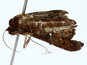  ( - BIOUG85508-F08)  @11 [ ] CreativeCommons - Attribution (2022) CBG Photography Group Centre for Biodiversity Genomics