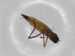  ( - BIOUG77868-B10)  @11 [ ] CreativeCommons - Attribution (2022) Centre for Biodiversity Genomics Centre for Biodiversity Genomics