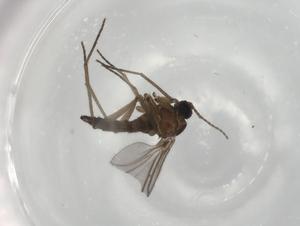  ( - BIOUG77871-D01)  @11 [ ] CreativeCommons - Attribution (2022) Centre for Biodiversity Genomics Centre for Biodiversity Genomics