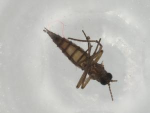  ( - BIOUG77880-F03)  @11 [ ] CreativeCommons - Attribution (2022) Centre for Biodiversity Genomics Centre for Biodiversity Genomics