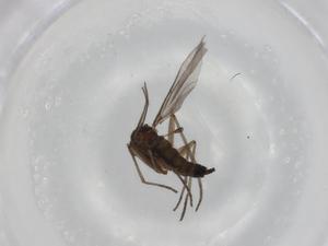  ( - BIOUG77890-E06)  @11 [ ] CreativeCommons - Attribution (2022) Centre for Biodiversity Genomics Centre for Biodiversity Genomics