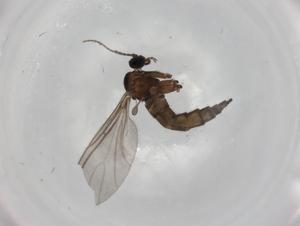  ( - BIOUG78516-F02)  @11 [ ] CreativeCommons - Attribution (2022) Centre for Biodiversity Genomics Centre for Biodiversity Genomics