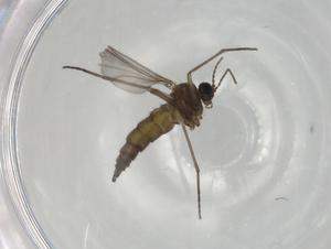  ( - BIOUG78531-H11)  @11 [ ] CreativeCommons - Attribution (2022) Centre for Biodiversity Genomics Centre for Biodiversity Genomics