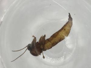  ( - BIOUG78576-G01)  @11 [ ] CreativeCommons - Attribution (2022) Centre for Biodiversity Genomics Centre for Biodiversity Genomics