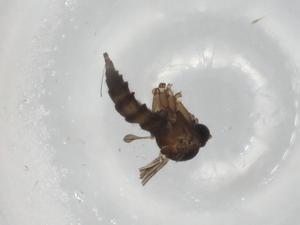  ( - BIOUG78697-G10)  @11 [ ] CreativeCommons - Attribution (2022) Centre for Biodiversity Genomics Centre for Biodiversity Genomics