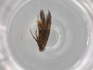  ( - BIOUG78906-H01)  @11 [ ] CreativeCommons - Attribution (2022) Centre for Biodiversity Genomics Centre for Biodiversity Genomics