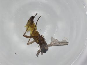  ( - BIOUG78926-E12)  @11 [ ] CreativeCommons - Attribution (2022) Centre for Biodiversity Genomics Centre for Biodiversity Genomics