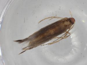  ( - BIOUG78994-D01)  @11 [ ] CreativeCommons - Attribution (2022) Centre for Biodiversity Genomics Centre for Biodiversity Genomics