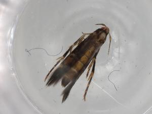  ( - BIOUG78996-B12)  @11 [ ] CreativeCommons - Attribution (2022) Centre for Biodiversity Genomics Centre for Biodiversity Genomics