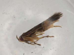  ( - BIOUG79615-A06)  @11 [ ] CreativeCommons - Attribution (2022) Centre for Biodiversity Genomics Centre for Biodiversity Genomics