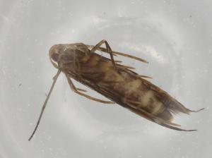  ( - BIOUG79650-G05)  @11 [ ] CreativeCommons - Attribution (2022) Centre for Biodiversity Genomics Centre for Biodiversity Genomics