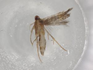  ( - BIOUG79651-A06)  @11 [ ] CreativeCommons - Attribution (2022) Centre for Biodiversity Genomics Centre for Biodiversity Genomics