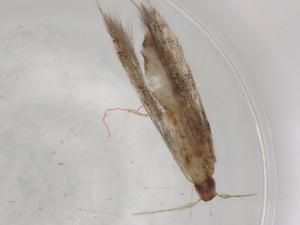  (Cosmopterix Malaise1744 - BIOUG79654-A09)  @11 [ ] CreativeCommons - Attribution (2022) Centre for Biodiversity Genomics Centre for Biodiversity Genomics