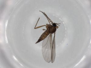  ( - BIOUG79662-D11)  @11 [ ] CreativeCommons - Attribution (2022) Centre for Biodiversity Genomics Centre for Biodiversity Genomics