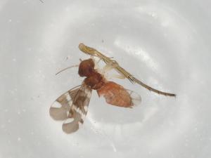  ( - BIOUG79690-F04)  @11 [ ] CreativeCommons - Attribution (2022) Centre for Biodiversity Genomics Centre for Biodiversity Genomics