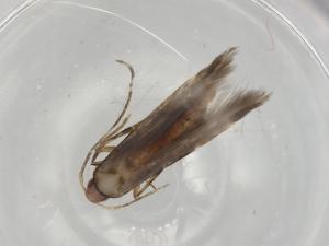  ( - BIOUG79690-G01)  @11 [ ] CreativeCommons - Attribution (2022) Centre for Biodiversity Genomics Centre for Biodiversity Genomics