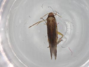  ( - BIOUG79729-H06)  @11 [ ] CreativeCommons - Attribution (2022) Centre for Biodiversity Genomics Centre for Biodiversity Genomics