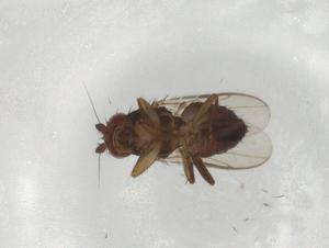  ( - BIOUG81222-C06)  @11 [ ] CreativeCommons - Attribution (2022) Centre for Biodiversity Genomics Centre for Biodiversity Genomics