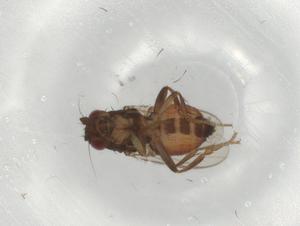  ( - BIOUG81222-E04)  @11 [ ] CreativeCommons - Attribution (2022) Centre for Biodiversity Genomics Centre for Biodiversity Genomics