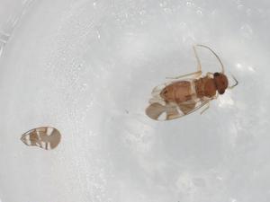  ( - BIOUG81241-G05)  @11 [ ] CreativeCommons - Attribution (2022) Centre for Biodiversity Genomics Centre for Biodiversity Genomics