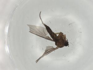  ( - BIOUG79798-B08)  @11 [ ] CreativeCommons - Attribution (2022) Centre for Biodiversity Genomics Centre for Biodiversity Genomics