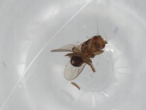  ( - BIOUG79799-C05)  @11 [ ] CreativeCommons - Attribution (2022) Centre for Biodiversity Genomics Centre for Biodiversity Genomics
