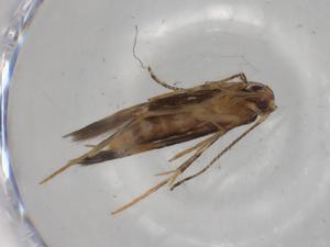  (Cosmopterix Malaise1744 - BIOUG80092-G02)  @11 [ ] CreativeCommons - Attribution (2022) Centre for Biodiversity Genomics Centre for Biodiversity Genomics