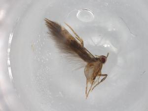  ( - BIOUG81272-G05)  @11 [ ] CreativeCommons - Attribution (2022) Centre for Biodiversity Genomics Centre for Biodiversity Genomics