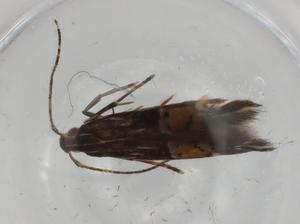  ( - BIOUG81366-D09)  @11 [ ] CreativeCommons - Attribution (2022) Centre for Biodiversity Genomics Centre for Biodiversity Genomics